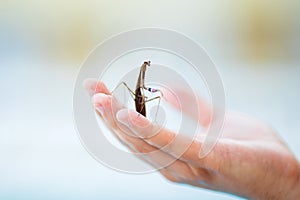 Close-up photo of grey mantis at man`s hand