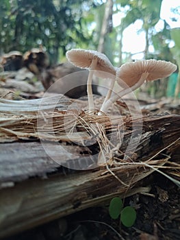 Close up photo, a group of mushrooms growing wild in the back yard