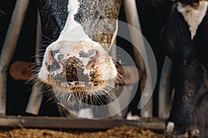 Close up of a hairy nose of black and white cow