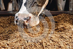 Close up of a hairy nose of black and white cow