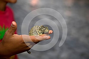 Young Tunisian boy holding chameleon in the medina in Sousse, Tunisia