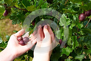 Close up photo of hands person picking gooseberry