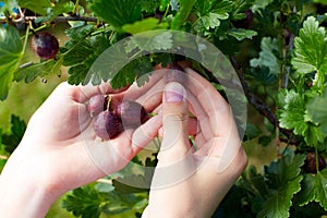 Close up photo of hands person picking gooseberry