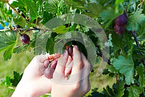 Close up photo of hands person picking gooseberry