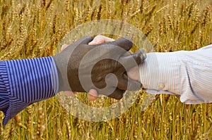 Close up photo of a handshake between afroamerican and european hands inside of wheat field. Handshake is in front of wheat field