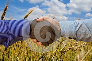 Close up photo of a handshake between afroamerican and european hands inside of wheat field. Handshake is in front of wheat field