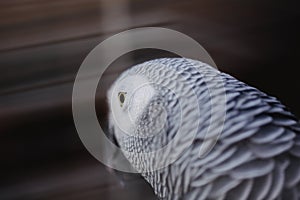 Close up photo of head of dove in cage on the market