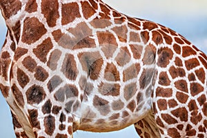 Close up photo of head of giraffe, giraffa, with blue sky background. It's a profile picture. It is is an African artiodactyl