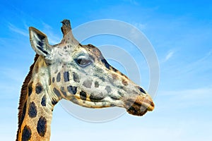 Close up photo of head of giraffe, giraffa. It`s a profile picture, African artiodactyl mammal, It is wildlife photo in