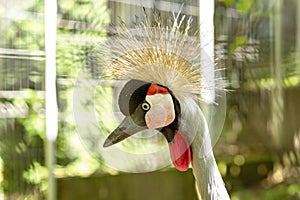 Close up photo of the head of The grey crowned crane