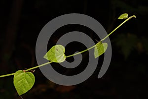 Close up photo of heart shaped green leaves with black background