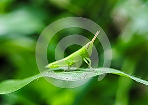 Close-up photo of herbivorous grasshopper