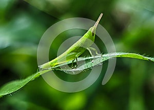 Close-up photo of herbivorous grasshopper