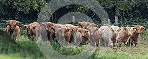 A close up photo of a herd of Highland Cows