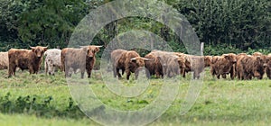 A close up photo of a herd of Highland Cows