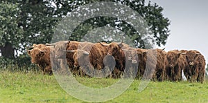 A close up photo of a herd of Highland Cows