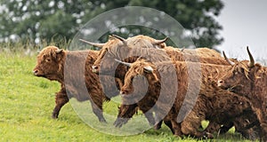 A close up photo of a herd of Highland Cows