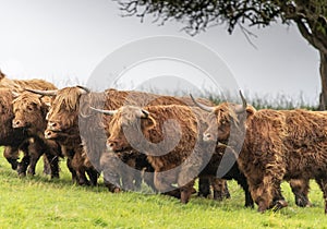 A close up photo of a herd of Highland Cows