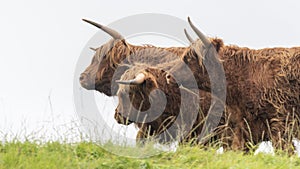 A close up photo of a herd of Highland Cows