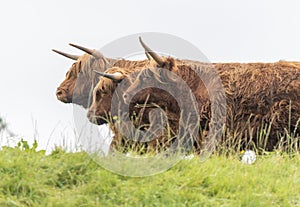 A close up photo of a herd of Highland Cows