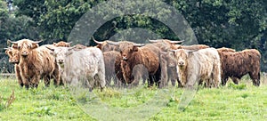 A close up photo of a herd of Highland Cows