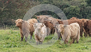 A close up photo of a herd of Highland Cows