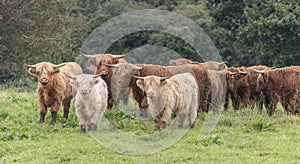 A close up photo of a herd of Highland Cows