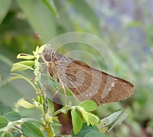 close up photo of Hesperiidae butterflies