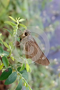 close up photo of Hesperiidae butterflies photo