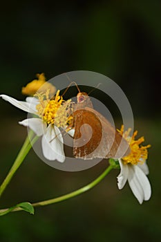 close up photo of Hesperiidae butterflies originating from Erionota thrax pissang leafroller caterpillar photo