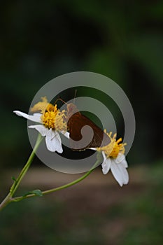 close up photo of Hesperiidae butterflies originating from Erionota thrax pissang leafroller caterpillar photo