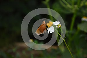 close up photo of Hesperiidae butterflies originating from Erionota thrax pissang leafroller caterpillar photo