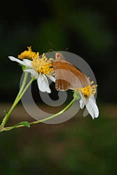 close up photo of Hesperiidae butterflies originating from Erionota thrax pissang leafroller caterpillar photo