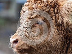 A close up photo of a Highland Cow