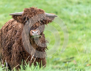 A close up photo of a Highland Cow