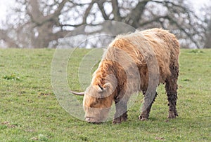 A close up photo of a Highland Cow