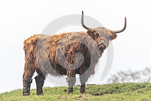 A close up photo of a Highland Cow