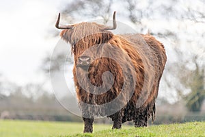 A close up photo of a Highland Cow