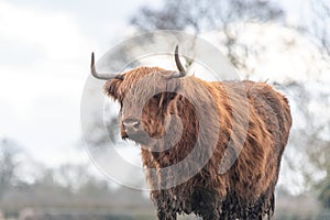 A close up photo of a Highland Cow