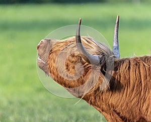 A close up photo of a Highland Cow mooing