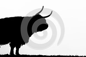 A close up photo of a Highland Cow, silhouette