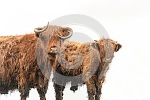 A close up photo of Highland CowS