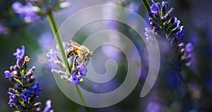 Close-up photo of a Honey Bee gathering nectar and spreading pollen on violet flovers of lavender