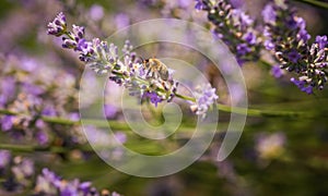 Close-up photo of a Honey Bee gathering nectar and spreading pollen on violet flovers of lavender