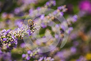 Close-up photo of a Honey Bee gathering nectar and spreading pollen on violet flovers of lavender