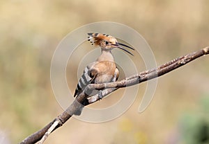 Close up photo a hoopoe with open beak sits on a diagonale branch photo