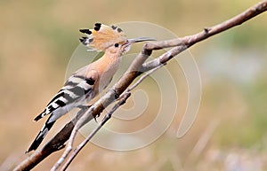 Close up photo a hoopoe sits on a diagonale branch photo