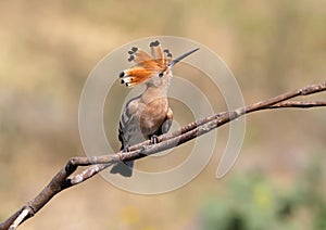 Close up photo a hoopoe sits on a diagonale branch photo