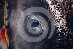 A close-up photo of a horse's eye