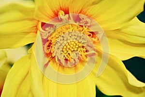 A close-up photo of a huge and beautiful garden dahlia flower Compositae family, dark red on light green background. Shallow dep